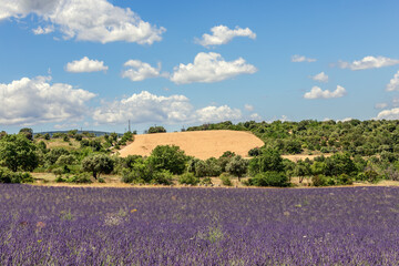 lavender field in Provence and bee hives under blue summer sky with white cumulus clouds. Vaucluse, France