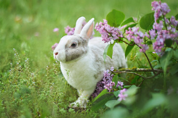 rabbit near the lilac bush