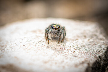 Young jumping spider (Philaeus chrysops) on a rock