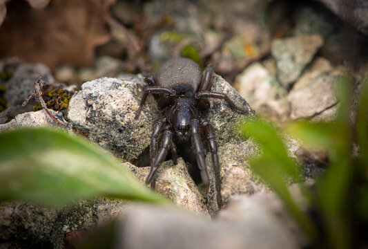Black ground spider (Gnaphosidae) under a rock