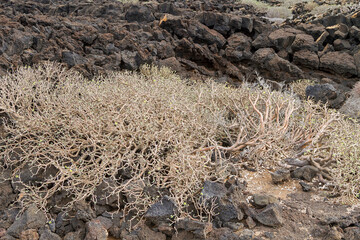 Volcanic landscape in the Timanfaya area on the island of Lanzarote