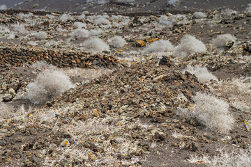 Example of extreme vegetation growing on volcanic lava terrain