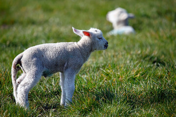 Fototapeta premium Newborn lambs in a grassy meadow
