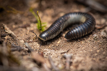 Millipede (Ommatoiulus rutilans) under a rock