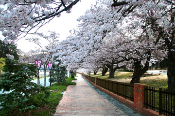 東沢公園の桜（山形県・村山市）