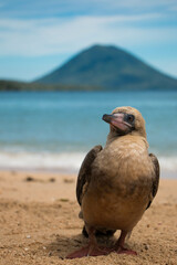 Seabird on the beach