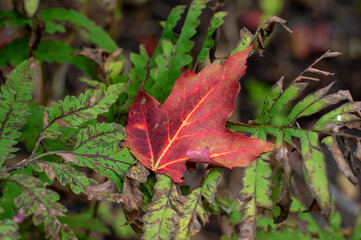 Leaf in Autumn