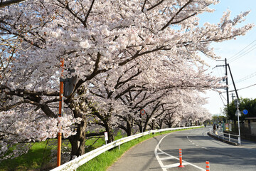 桜の道