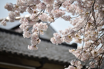 瓦屋根と桜