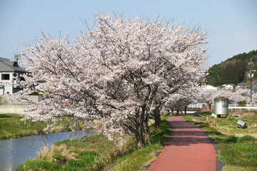 桜の遊歩道