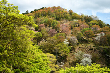 山桜