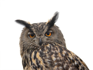  portrait owl isolated on white background