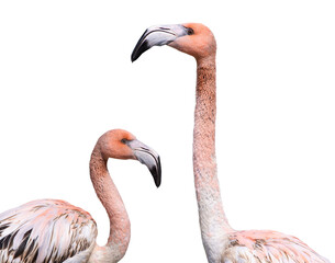 portrait two of pink flamingo isolated against white background