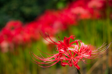 1輪の彼岸花と後ろに広がる花畑【神奈川県・伊勢原市】
 Red spider lily