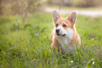 Naklejka na ściany i meble a welsh corgi dog on a spring walk in the grass looks