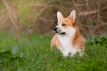 Naklejka na ściany i meble a welsh corgi dog on a spring walk in the grass looks