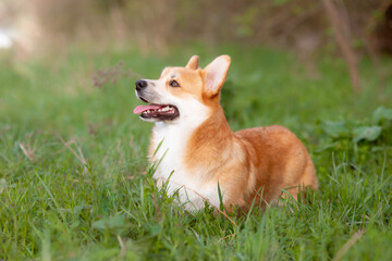 a welsh corgi dog on a spring walk in the grass looks