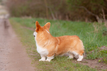 a welsh corgi dog on a spring walk in the grass looks