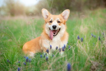 welsh corgi dog on a spring walk in the grass looks