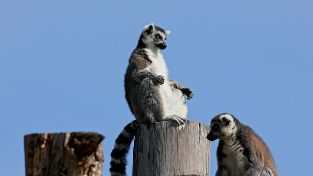 The ring-tailed lemur, Lemur catta is a large strepsirrhine primate and the most recognized lemur due to its long, black and white ringed tail.Like all lemurs it is endemic to the island of Madagascar