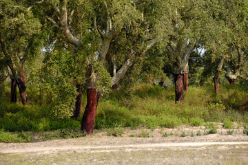 Cork oak trees with bark removed in a forest landscape near Evora, Alentejo, Portugal