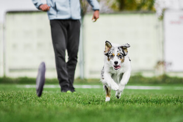 australian shepherd running for rolling flying disk