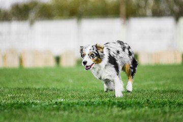 australian shepherd running for rolling flying disk