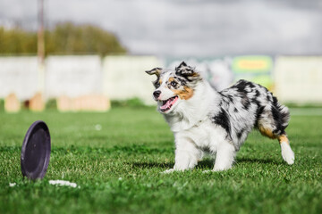 australian shepherd running for rolling flying disk