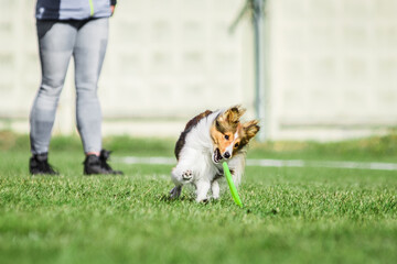 excited Shetland Sheepdog Sheltie catching rolling flying disk