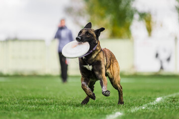 Malinois Belgian Shepherd catched flying disk, dog sport competition