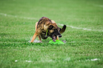 Malinois Belgian Shepherd running to catch rolling disk