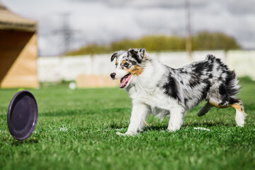 australian shepherd running for rolling flying disk