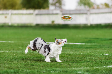 australian shepherd running for flying disk