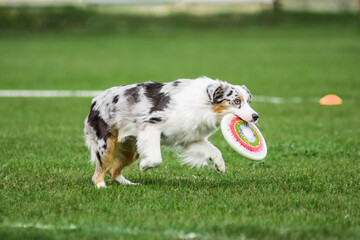 australian shepherd catched flying disk, dog sport competition