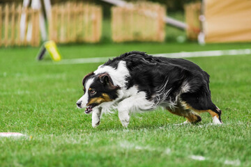 australian shepherd running for rolling flying disk