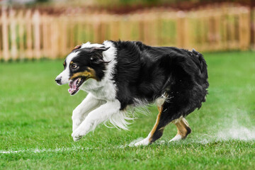 australian shepherd running for rolling flying disk