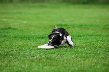 Naklejka na ściany i meble border collie running open mouth, flying disk dog sport competition