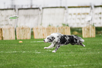 border collie ready to jump, flying disk dog sport competition