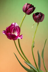 Magic three tulips on abstract green-yellow sunrise background