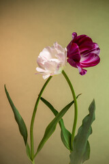 Fototapeta premium Magic two tulips on abstract green-yellow sunrise background