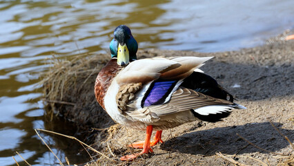 A male duck cleans his feathers on the river bank. Beautiful drake close-up.