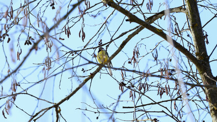 The tit sits on a tree branch. A beautiful little bird.