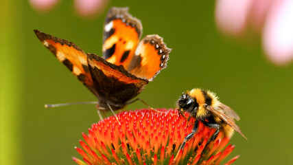 A beautiful butterfly Vanessa cardui together with a bee sit on the echinacea flower. Pollination of a flower close-up.