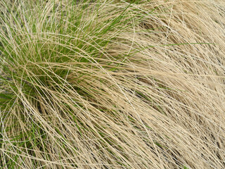 Natural background from spreading dry leaves of festuca or fescue. Evergreen ground cover ornamental cereal plants for the garden.                        