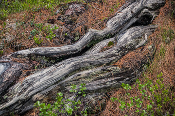 Fototapeta na wymiar Old dry tree roots. Ancient power of life. Pine trunks without bark from wind.