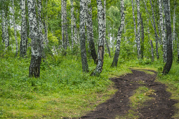 Fototapeta premium Dirt road in birch forest. Trip through countryside. Rays of sun make their way through green foliage. Atmosphere of fresh summer day.