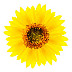 Blooming sunflower realistic vector illustration isolated on white background