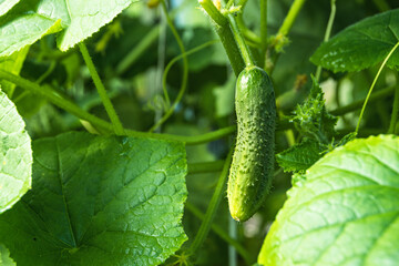 Small cucumber on stem among green foliage. Appearance of first fruits in greenhouse. Growing gherkins and vegetables on farm. Ingredient for fresh vegetarian salad - 500394297