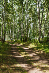 Dirt road in birch forest. Trip through countryside. Rays of sun make their way through green foliage. Atmosphere of fresh summer day.