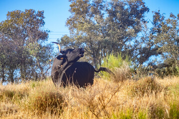 A cow bellows to call her calf among the grasses of the meadow